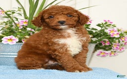 Miniature Poodle dogs for sale: Roger - Image 1