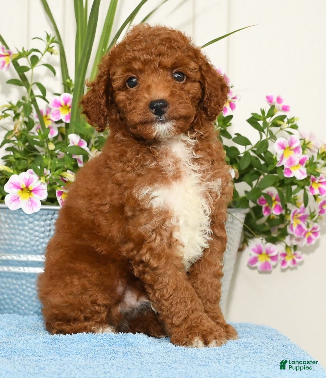 Miniature Poodle dogs for sale: Roger - Image 1