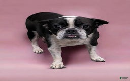 Frenchton dogs for sale: Hudson - Image 5