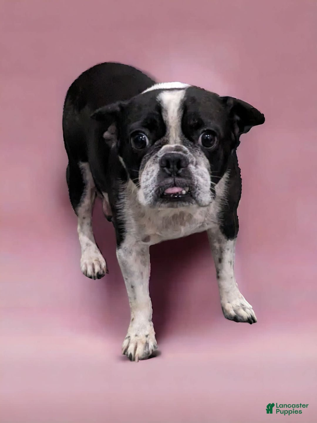 Frenchton dogs for sale: Hudson - Image 5