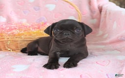 Pug dogs for sale: Ava - Image 5