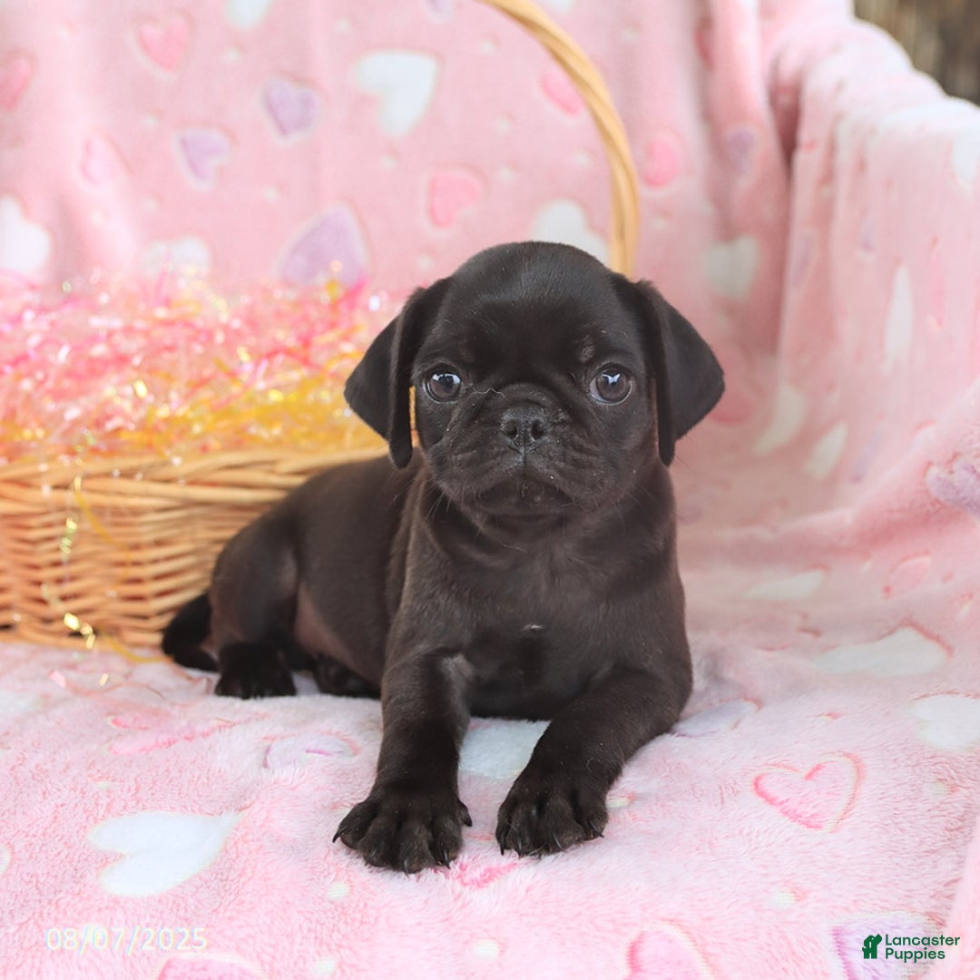 Pug dogs for sale: Ava - Image 5