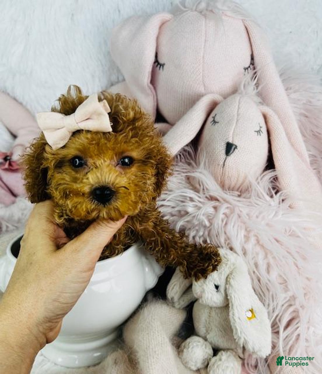Toy Poodle dogs for sale: Poodle Teacup - Image 6