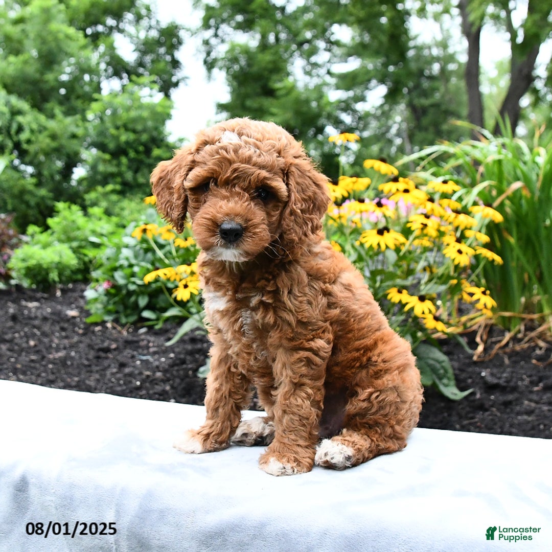 Cockapoo dogs for sale: Fannie - Image 1