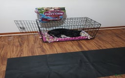 Cane Corso dogs for sale: Broco - Image 3
