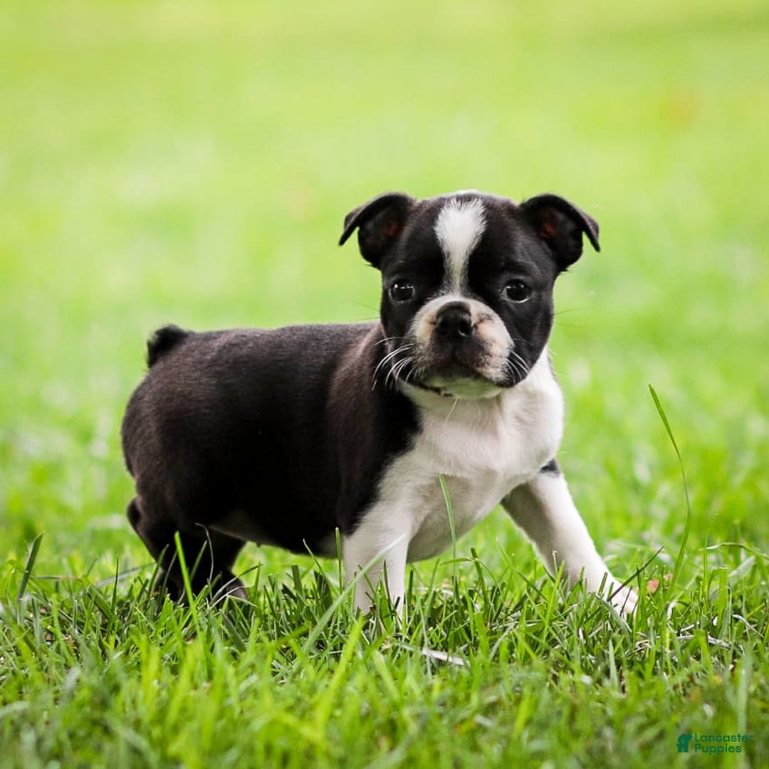 Boston Terrier dogs for sale: Pearl - Image 12