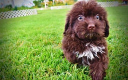 Havapoo dogs for sale: Bubbles - Image 1