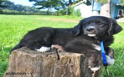 Golden Retriever dogs for sale: Rascal - Image 4