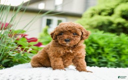 Toy Poodle dogs for sale: Hazel - Listing for pets: Hazel, Harley - Image 5