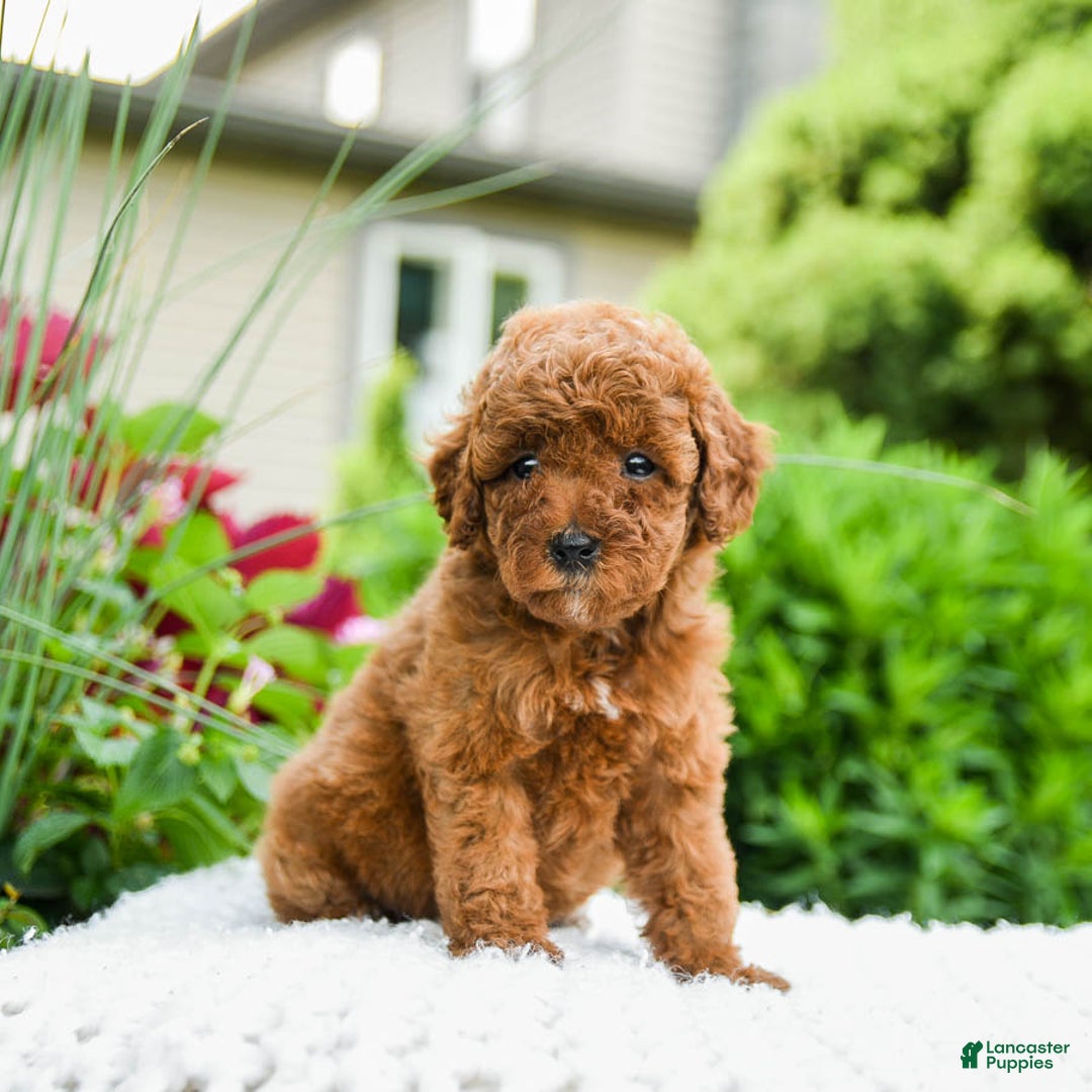 Toy Poodle dogs for sale: Hazel - Listing for pets: Hazel, Harley - Image 5