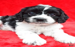 Cavapoo dogs for sale: Oreo - Image 1
