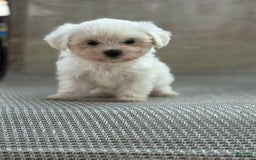 Maltese dogs for sale: Maltese 2 puppies - Image 1