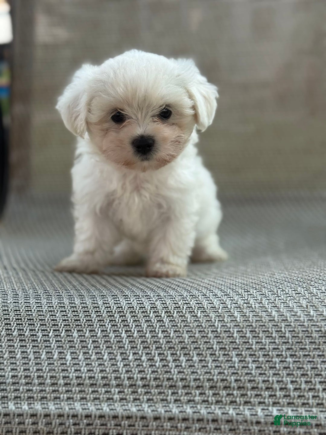Maltese dogs for sale: Maltese 2 puppies - Image 1