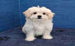Shihpoo dogs for sale: Cedric - Image 24