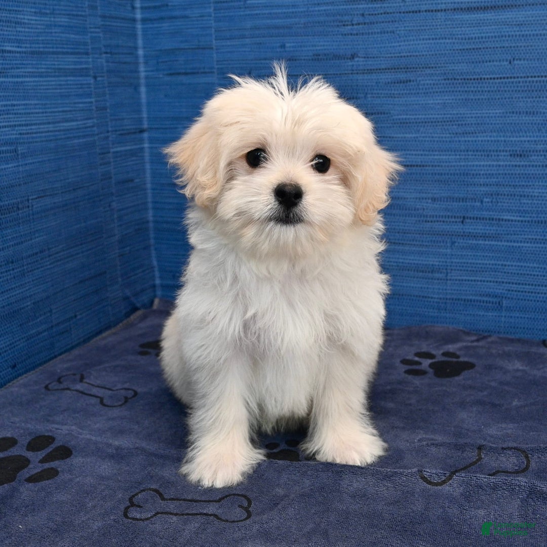 Shihpoo dogs for sale: Cedric - Image 24