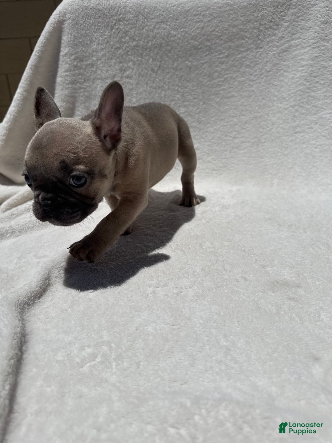 French Bulldog dogs for sale: Cassie - Image 4
