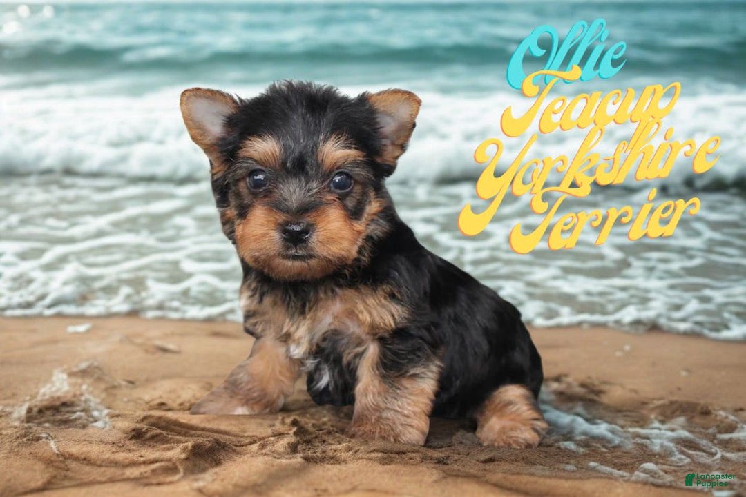 Yorkshire Terrier dogs for sale: Ollie - Image 1