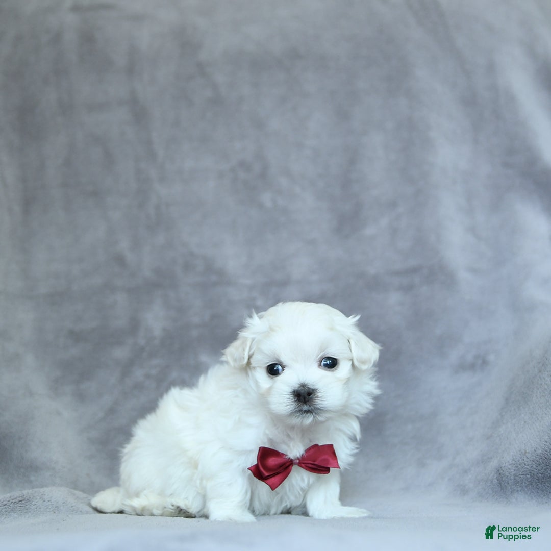 Maltese dogs for sale: Kobey - Image 9