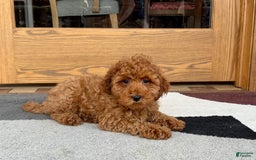Cockapoo dogs for sale: Curtis - Image 12