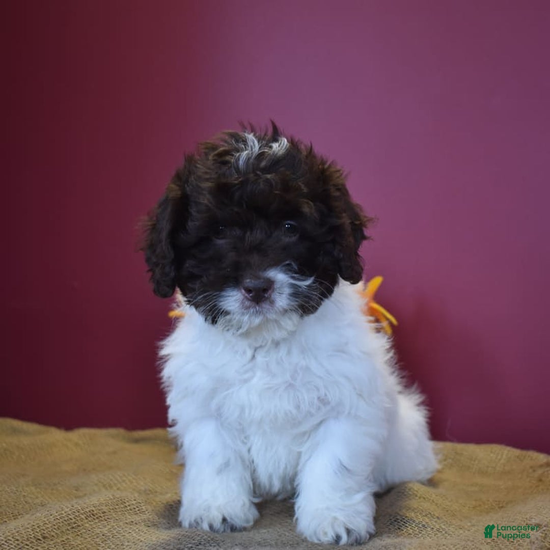 Cavapoo dogs for sale: Janie - Image 8