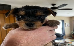Yorkshire Terrier dogs for sale: Yankee - Image 1
