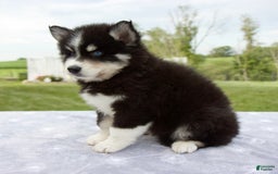 Pomsky dogs for sale: Ben - Image 7