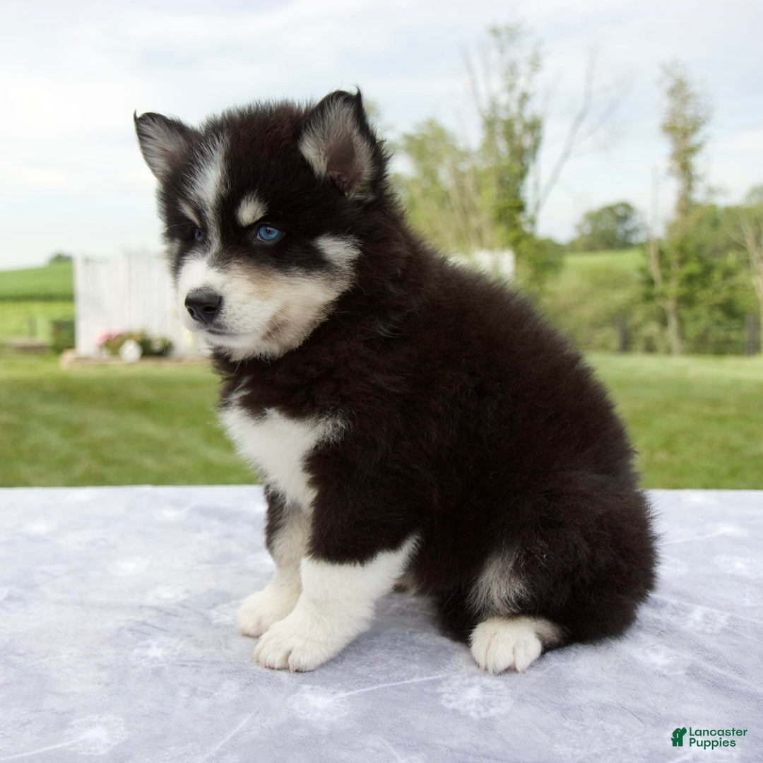Pomsky dogs for sale: Ben - Image 7
