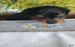 Miniature Dachshund dogs for sale: Smoke - Image 4