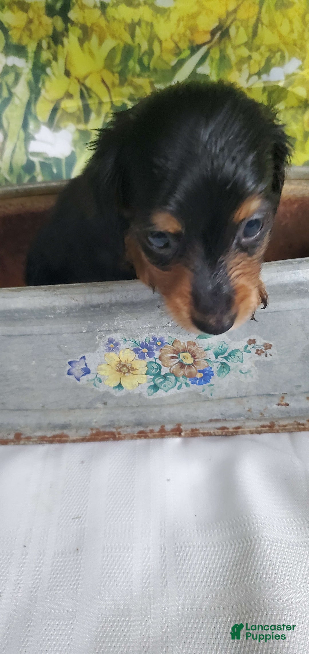 Miniature Dachshund dogs for sale: Smoke - Image 4