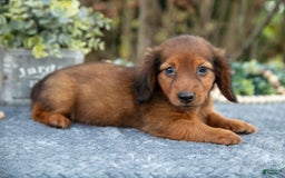 Miniature Dachshund dogs for sale: Madden - Image 1
