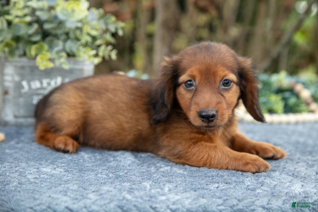 Miniature Dachshund dogs for sale: Madden - Image 1