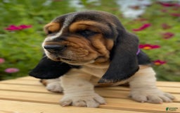 Basset Hound dogs for sale: Sadie - Image 2