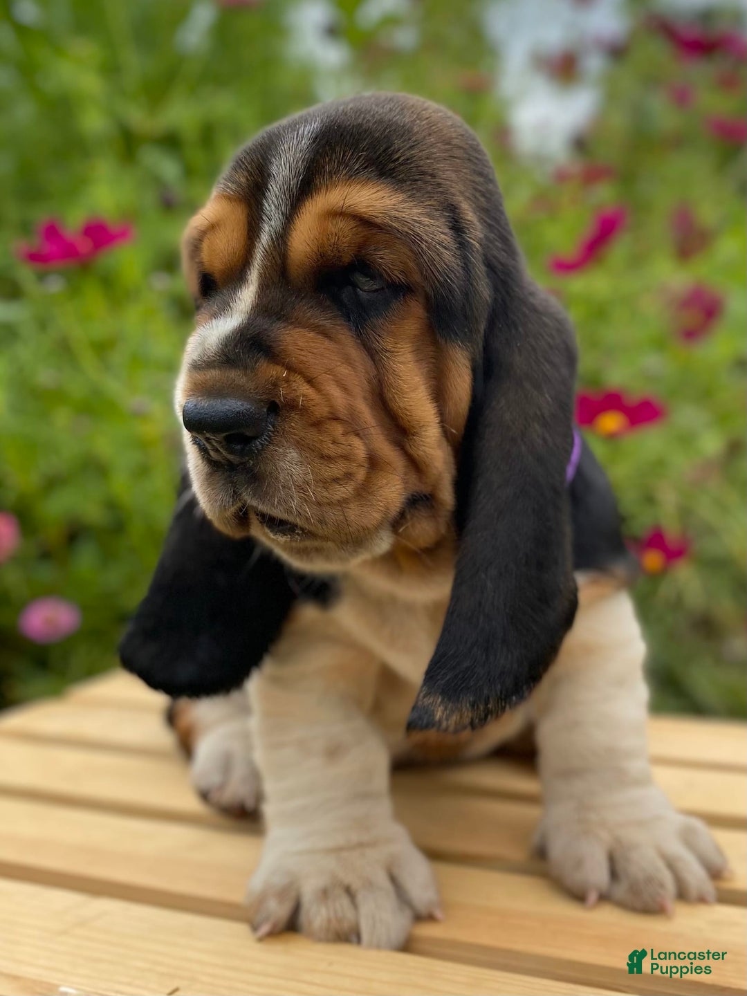 Basset Hound dogs for sale: Sadie - Image 2