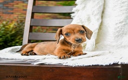 Dachshund dogs for sale: Dolly - Image 4