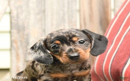 Miniature Dachshund dogs for sale: Darlene - Image 2