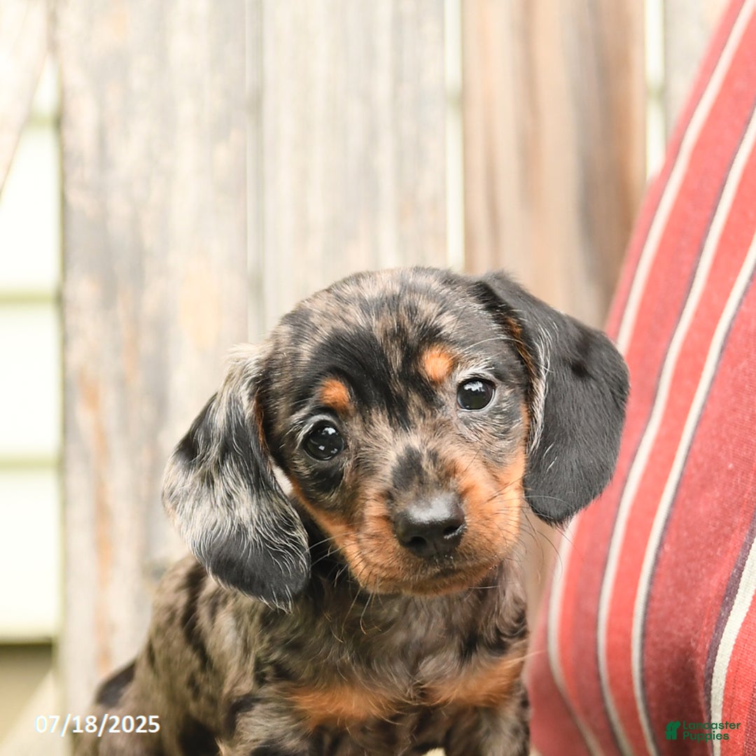Miniature Dachshund dogs for sale: Darlene - Image 2