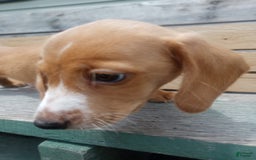 Miniature Dachshund dogs for sale: Elmer - Image 7