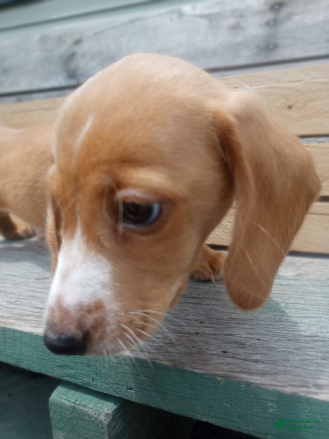 Miniature Dachshund dogs for sale: Elmer - Image 7
