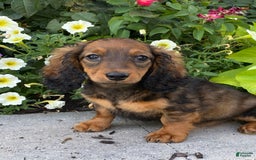 Dachshund dogs for sale: Dora - Image 4