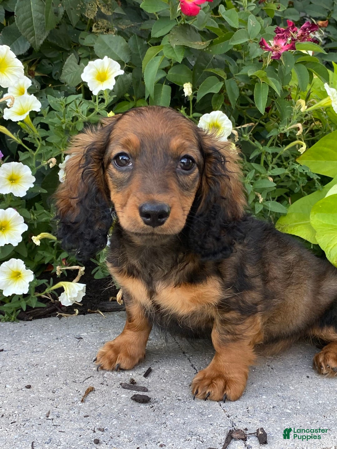 Dachshund dogs for sale: Dora - Image 4