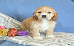 Cocker Spaniel dogs for sale: Huck - Image 17