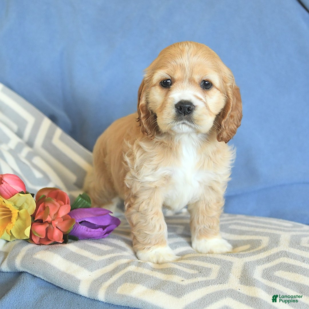 Cocker Spaniel dogs for sale: Huck - Image 17