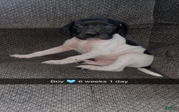 German Shorthaired Pointer dogs for sale: Gsp Puppy - Image 2