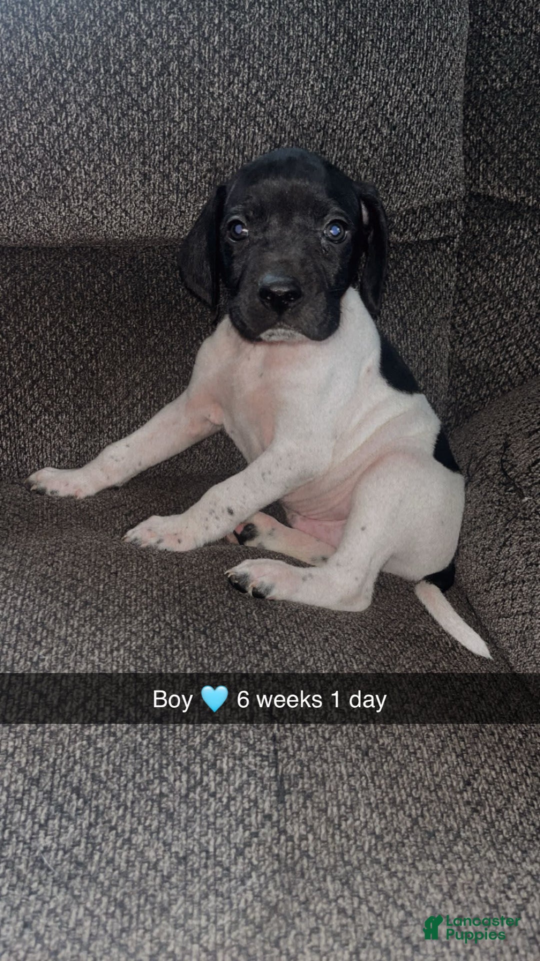 German Shorthaired Pointer dogs for sale: Gsp Puppy - Image 2
