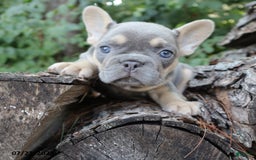 French Bulldog dogs for sale: Penny - Image 3