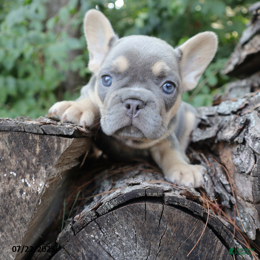 French Bulldog dogs for sale: Penny - Image 3