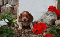 Miniature Dachshund dogs for sale: Whitney - Image 3