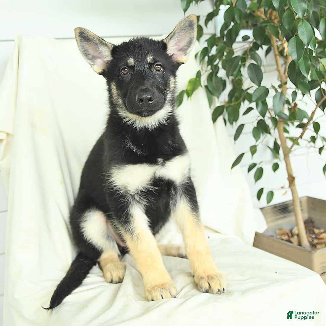 Gerberian Shepsky dogs for sale: Meadow - Image 3