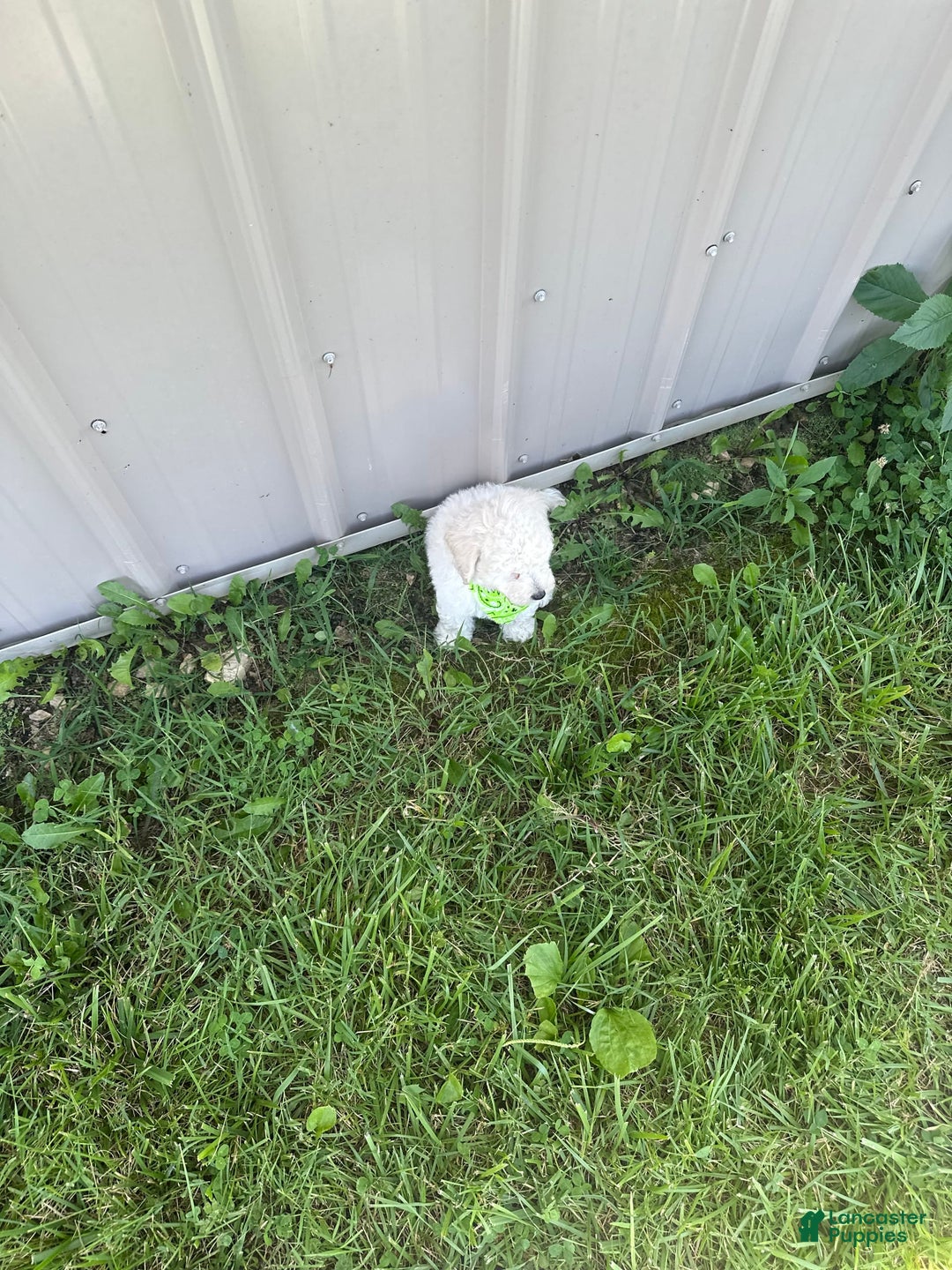 Bichpoo dogs for sale: Grady - Image 10