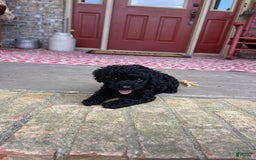 Cavapoo dogs for sale: Rowdy - Image 4